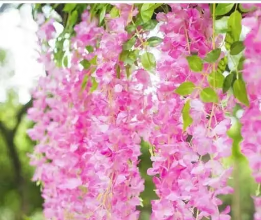SP ENTERPRISE Artificial Wisteria Flower long hanging hangings for Wall, balcony and party decoration. (Pack of 4 ) - Image 2