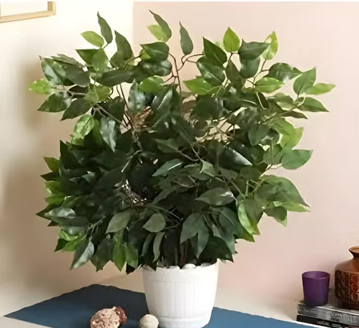 AKP Pack Of 6 Artificial Ficus Plants & 42 Leaves for Indoor Outdoor Install & Washable Perfect Product for Your Home Decor (GREEN) - Image 3