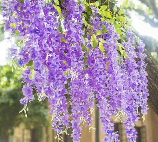 Well Art Gallery Wisteria Flower Hanging Silk Vine Rattan Fake Bush Flower for Home Party Wedding Garden Outdoor Greenery Decoration (Pack of 4) purple - Image 2